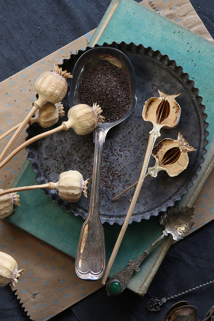 Dried poppy seed heads and poppy seeds on old baking tin