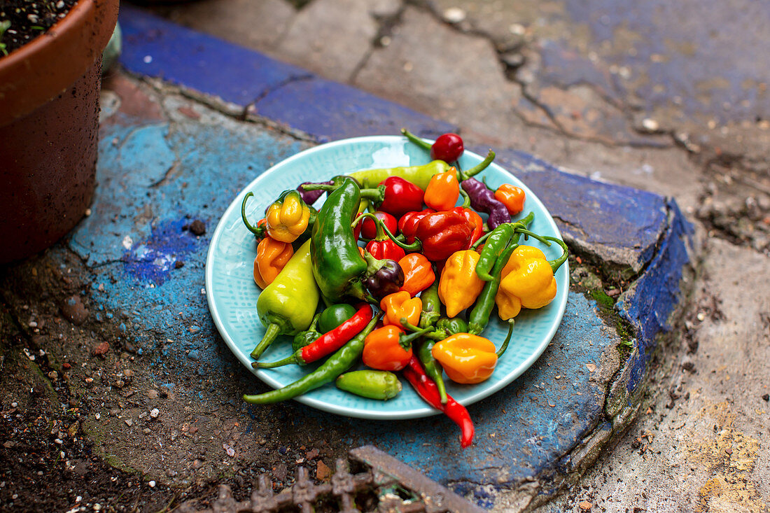 Bunte Chili- und Paprikaschoten