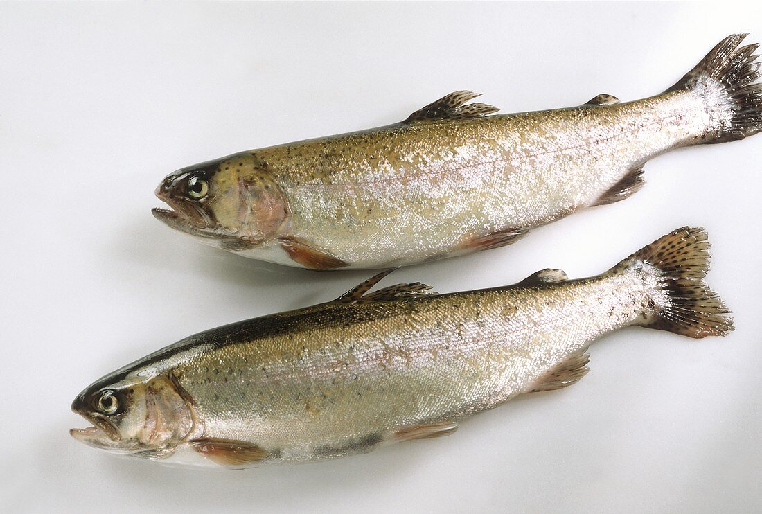 Two rainbow trout