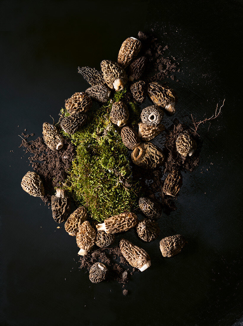Morel mushrooms with moss
