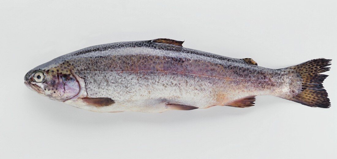 A rainbow trout