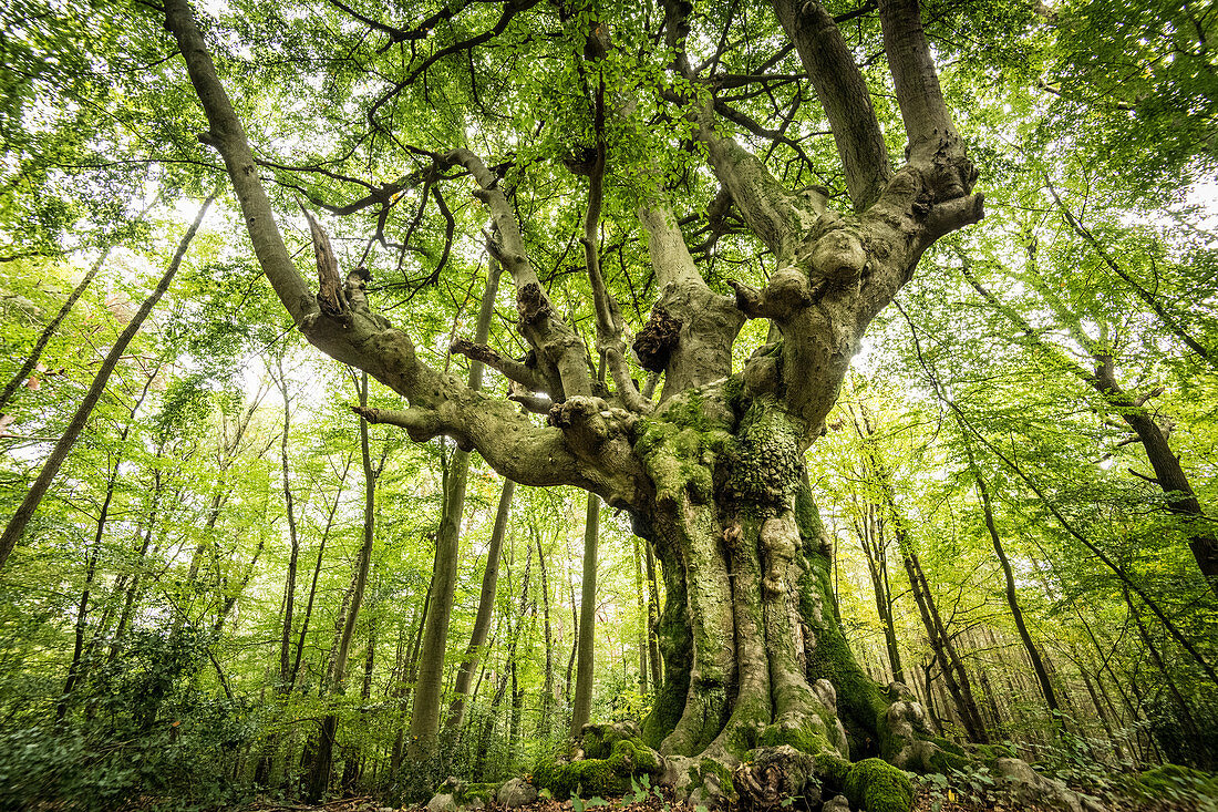 A gnarly beech tree in Kottenforst forest near Bonn, North Rhine Westphalia, Germany