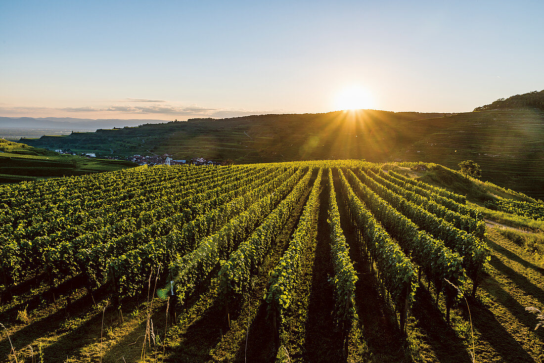 Weinbergterrassen, Kaiserstuhl, Baden-Württemberg, Deutschland