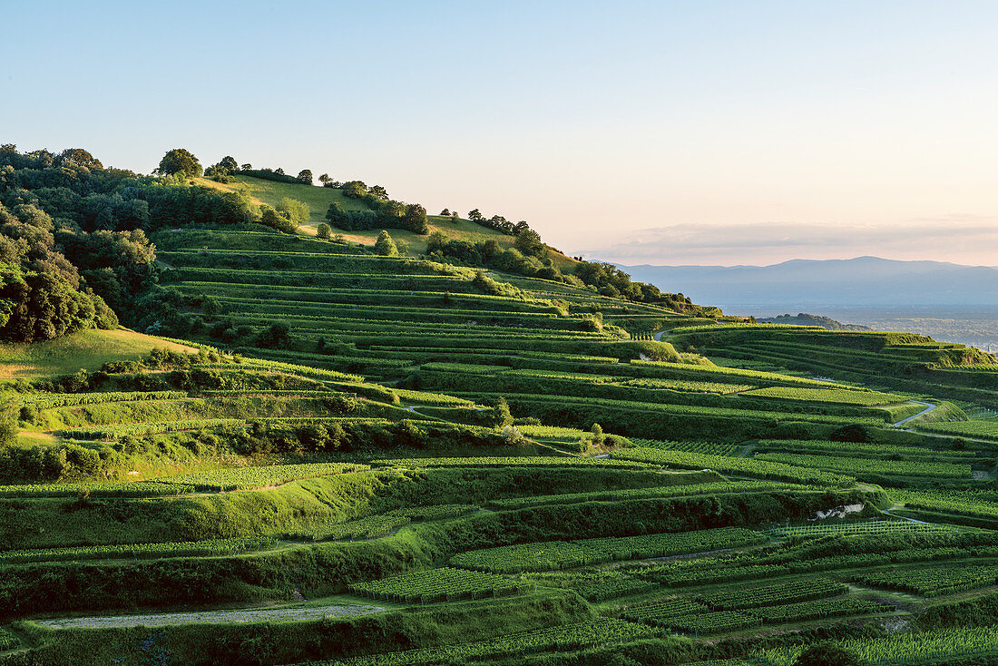 Weinberge, Kaiserstuhl, Baden-Württemberg, Deutschland