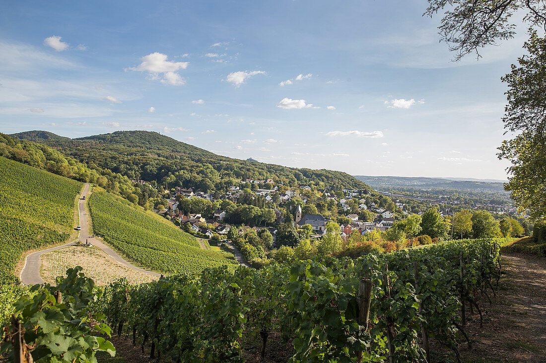 Vineyards near Bad Godesberg, North Rhine-Westphalia, Germany