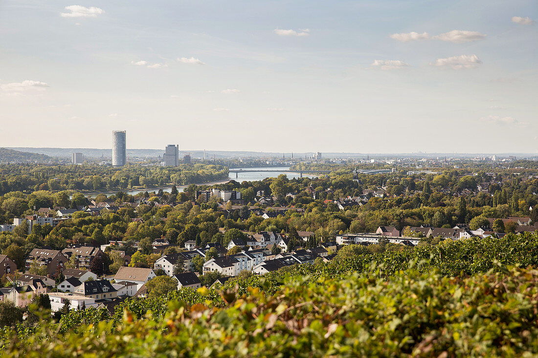 Vineyards looking down on the district of Bad Godesberg, Bonn, North Rhine-Westphalia, Germany