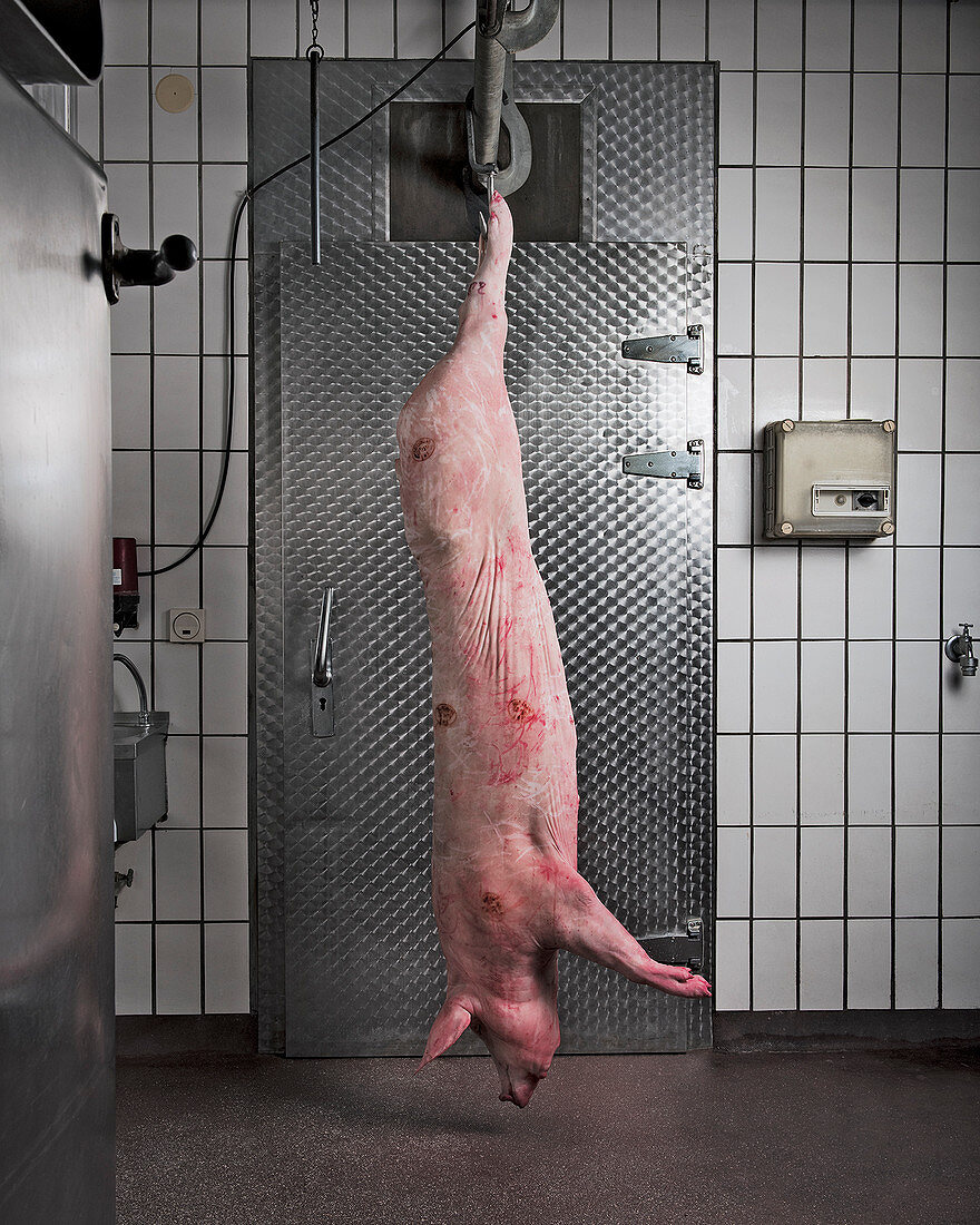A slaughtered pig hanging from a hook