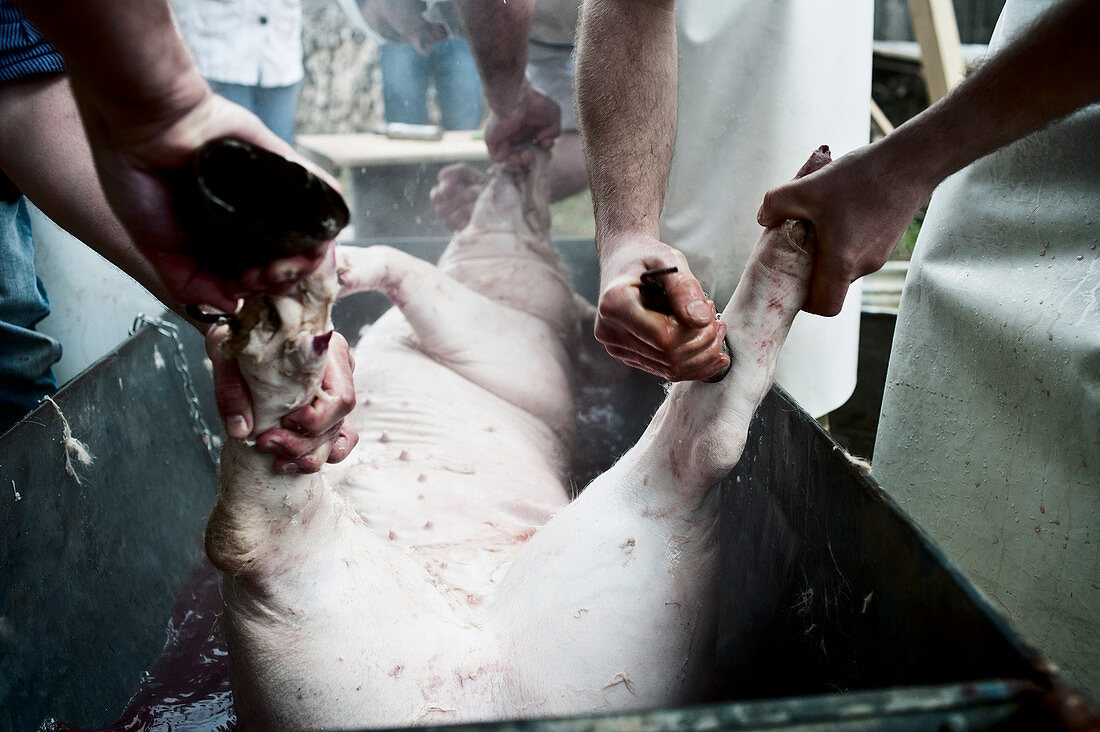Hausschlachtung: Schwein im Brühbottich