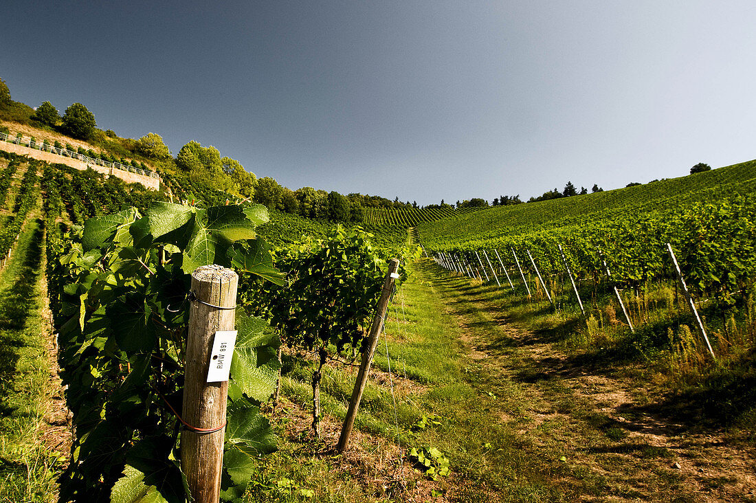 Weinlandschaft, Kaiserstuhl, Baden, Baden-Württemberg, Deutschland