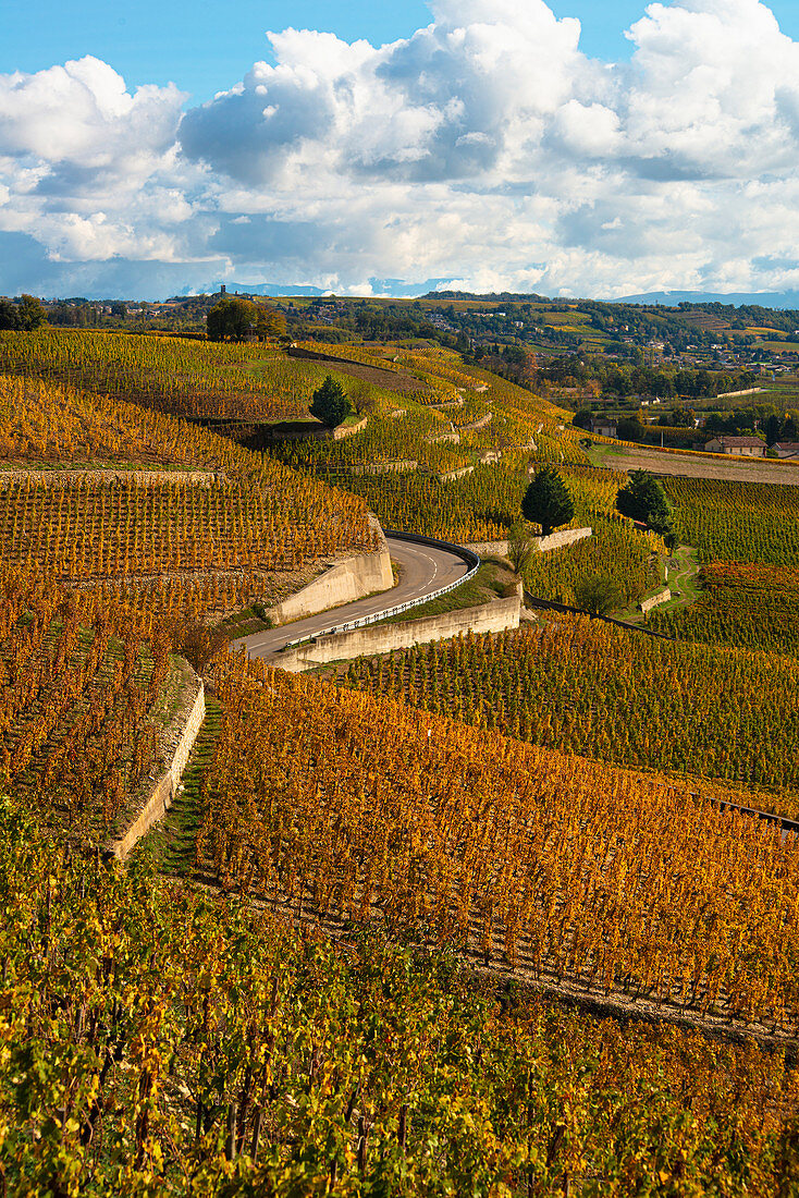 Hermitage terraced vinyards in Tain Hermitage, France (Autumn)