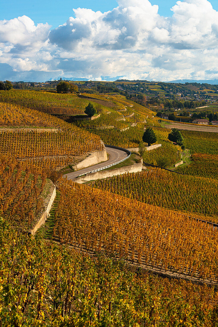 Terrassenförmig angelegte herbstliche Weinberge in Tain Hermitage, Frankreich