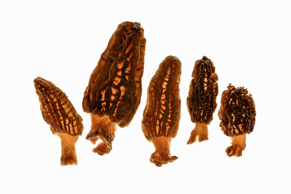 Black morel