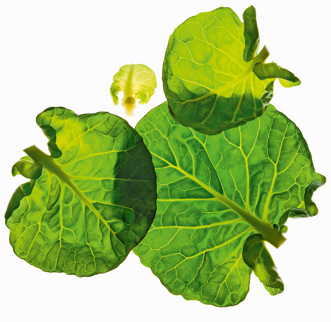 Brussels sprouts leaves