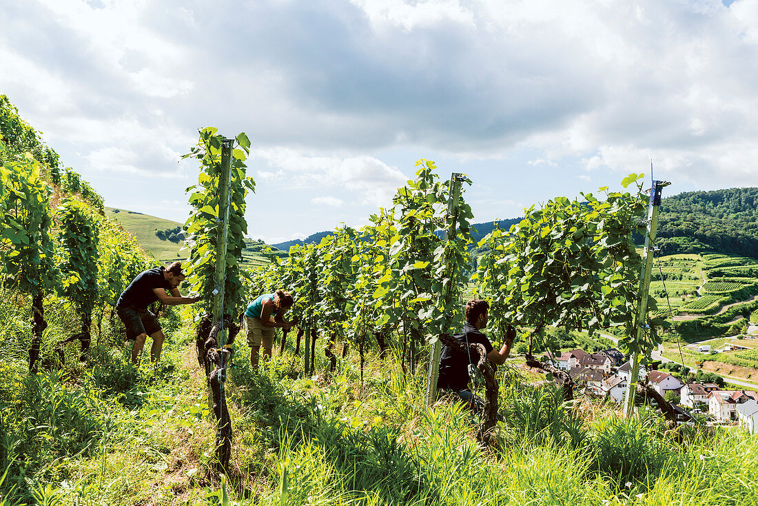 Workers in a vineyard, Baden-Württemberg, Germany