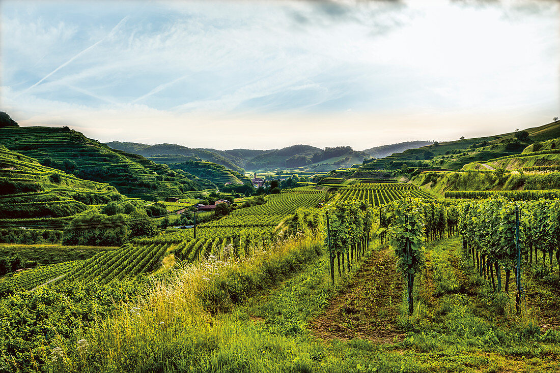 Weinberg, Baden-Württemberg, Deutschland