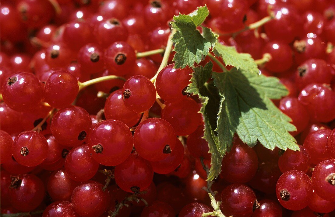 Viele rote Johannisbeeren & einige Blätter (Ausschnitt)