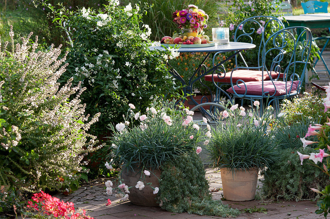 Autumn terrace: Carnations Devon Cottage 'Blush' in terracotta pots, basil shrub, jasmine nightshade, small seating area, and colorful table decorations