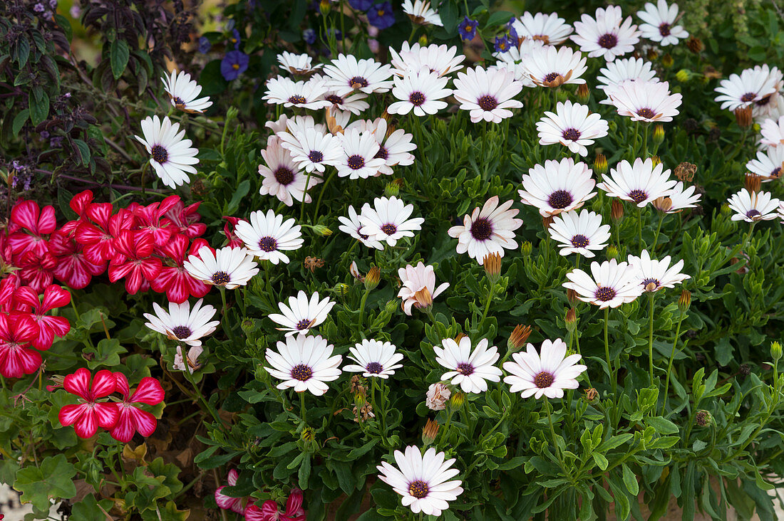 'Summersmile Rosy White' Cape daisy and geraniums