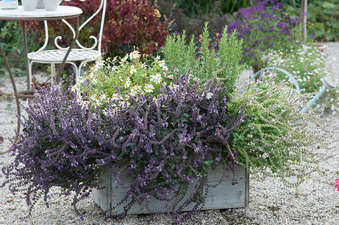 Wooden box with basil shrub 'Magic Blue', 'Magic White', two-toothed 'Bee White' and rosemary