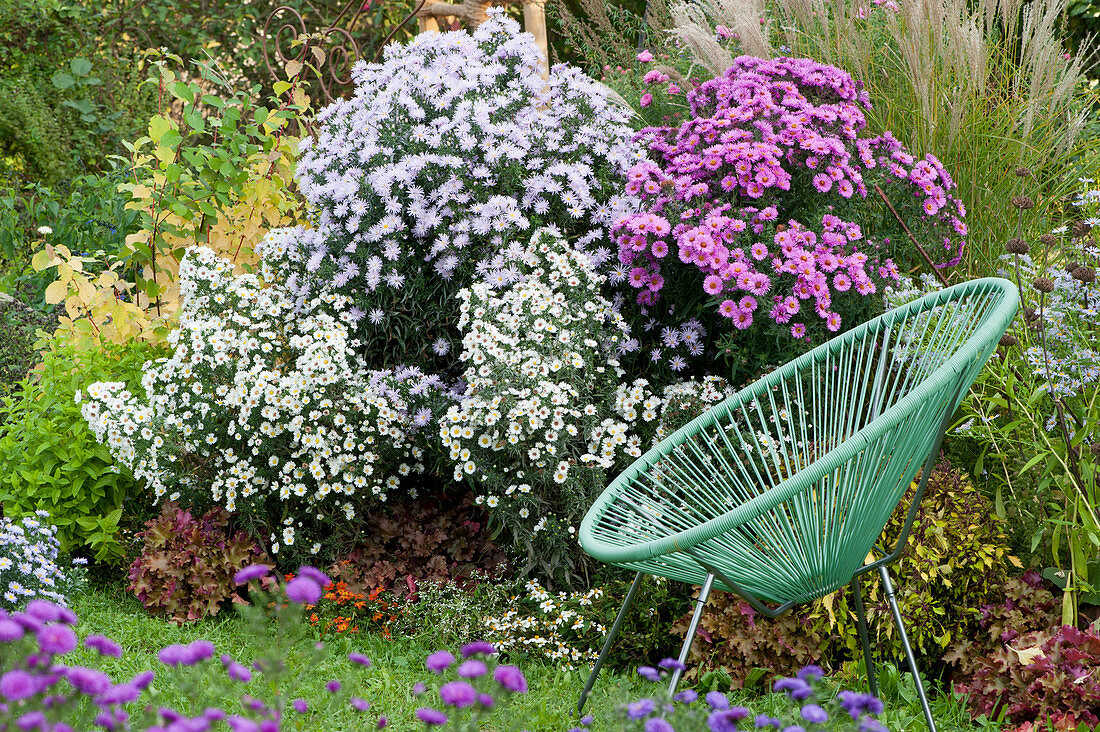 a garden chair placed near the autumn flower bed with autumn asters 'Barr's Pink', 'White Wonder' and 'Rose Quartz', coral bells, burr marigolds, coleus and Chinese silver grass