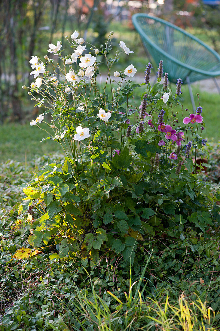 Autumn anemones 'Honorine Jobert' and 'Rosenschale' with anise hyssop