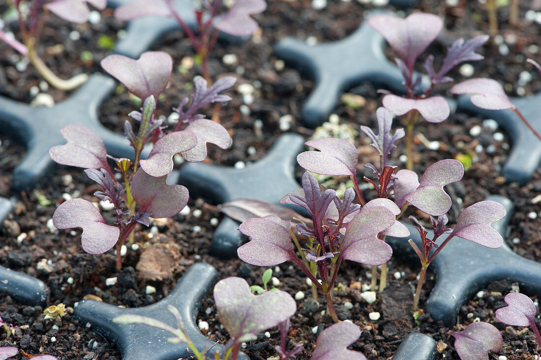 'Rouge Metis' mustard in a seed tray