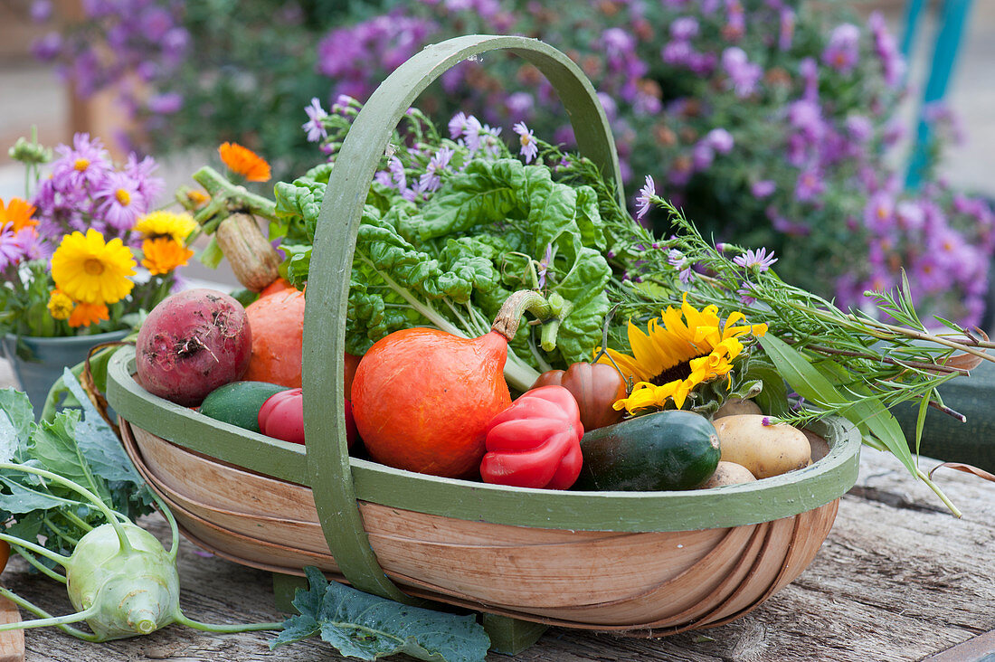Freshly harvested vegetables in the basket: Hokkaido pumpkin, tomatoes, Swiss chard, beetroot, cucumber, potatoes, kohlrabi, sunflower blossoms and autumn aster