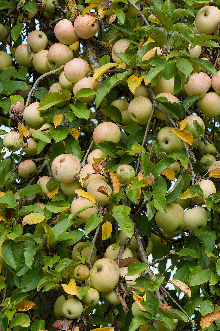 Apple 'Wiltshire' syn. 'White Wax Renette', winter apple