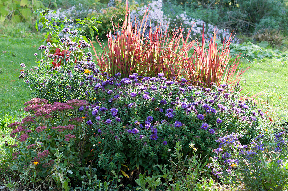American aster 'Azurit', Cogon grass 'Red Baron', sedum plant 'Herbstfreude' and Patagonian verbena 'Lollipop' in the flower bed