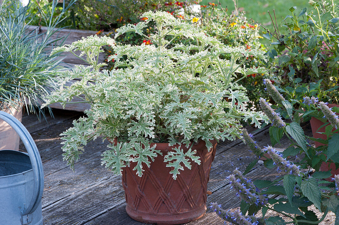 Scented geranium 'Lady Plymouth'