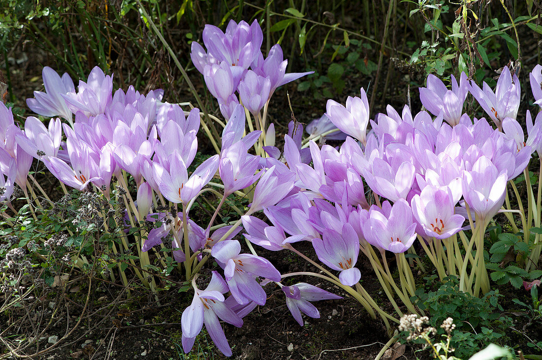 Blooming autumn crocus in the flower bed