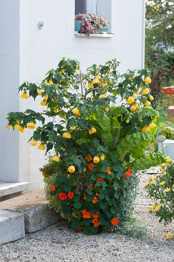 Bucket with Indian mallow, nasturtium, and Swiss chard at the entrance to the house