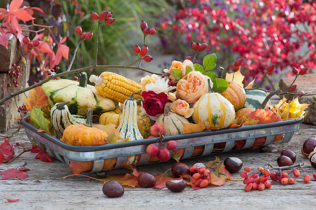 Tischdeko mit Zierkürbissen, Maiskolben, Rosenblüten und Herbstlaub