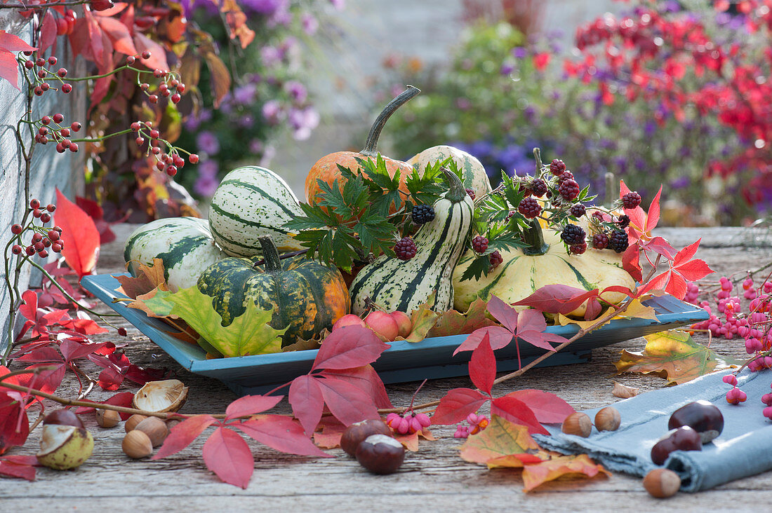 Herbstdekoration mit verschiedenen Kürbissen, Brombeeren und Herbstlaub