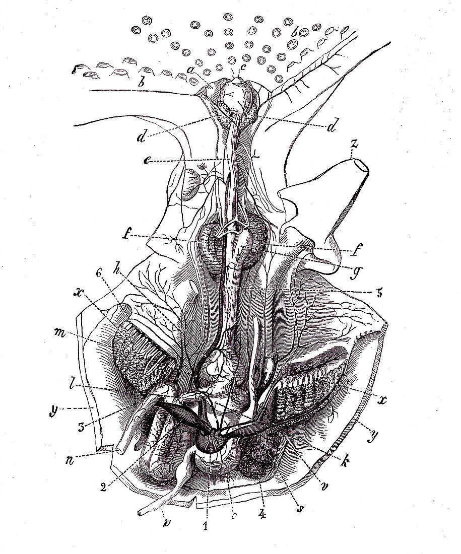Octopus anatomy, illustration