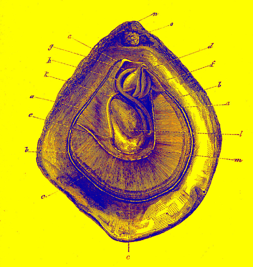 Oyster anatomy, illustration