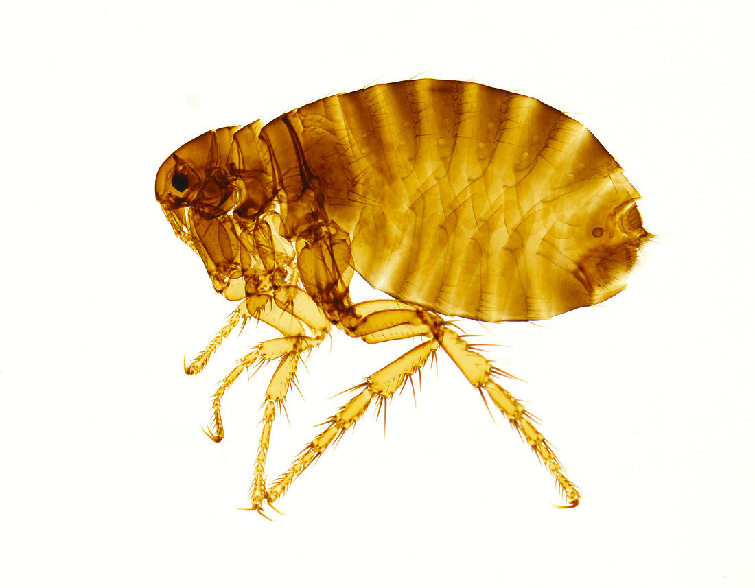 Human flea female, light micrograph