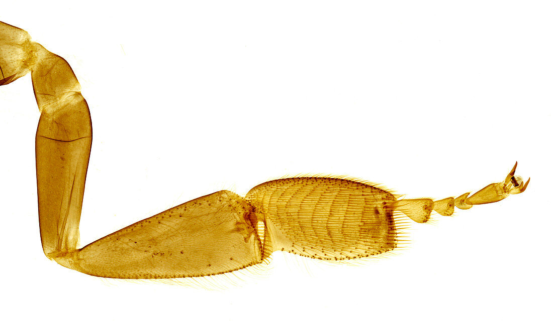 Honeybee worker pollen-carrying leg, light micrograph