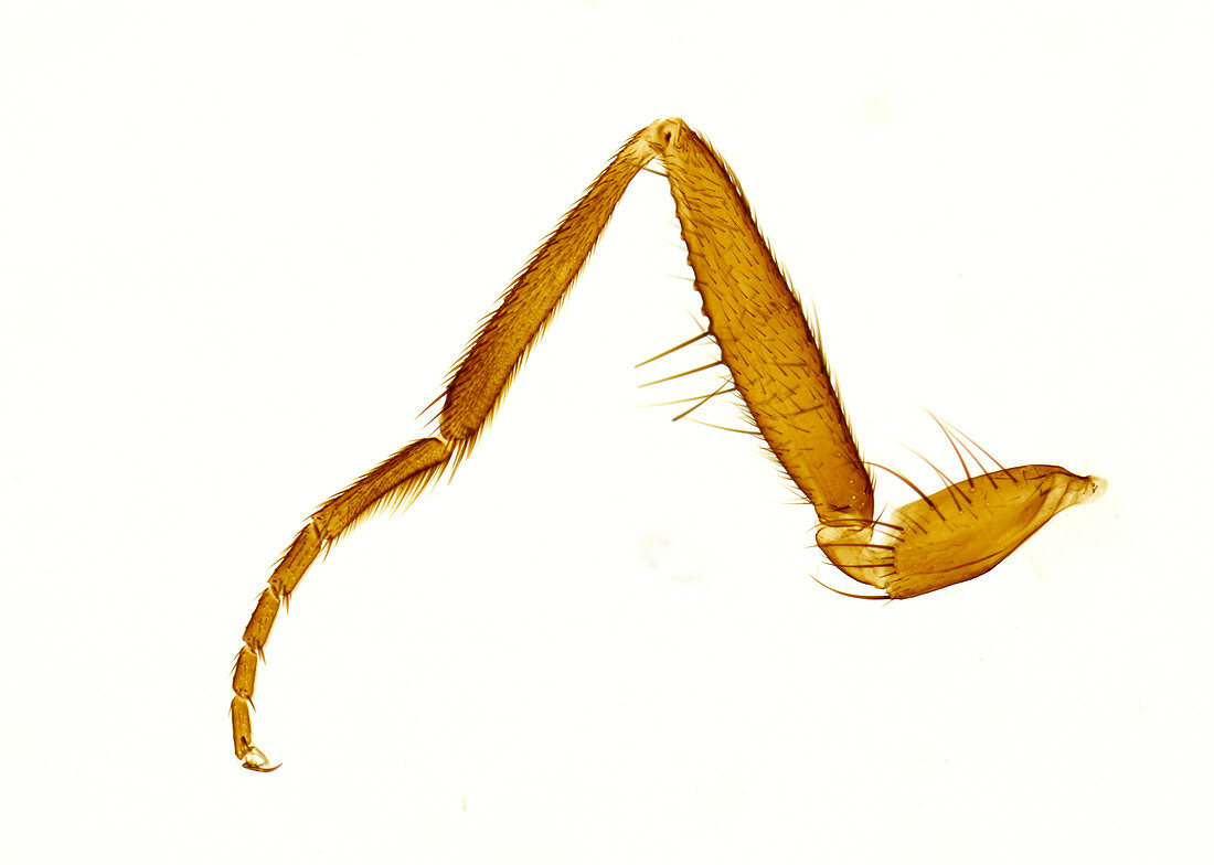 Housefly leg, light micrograph
