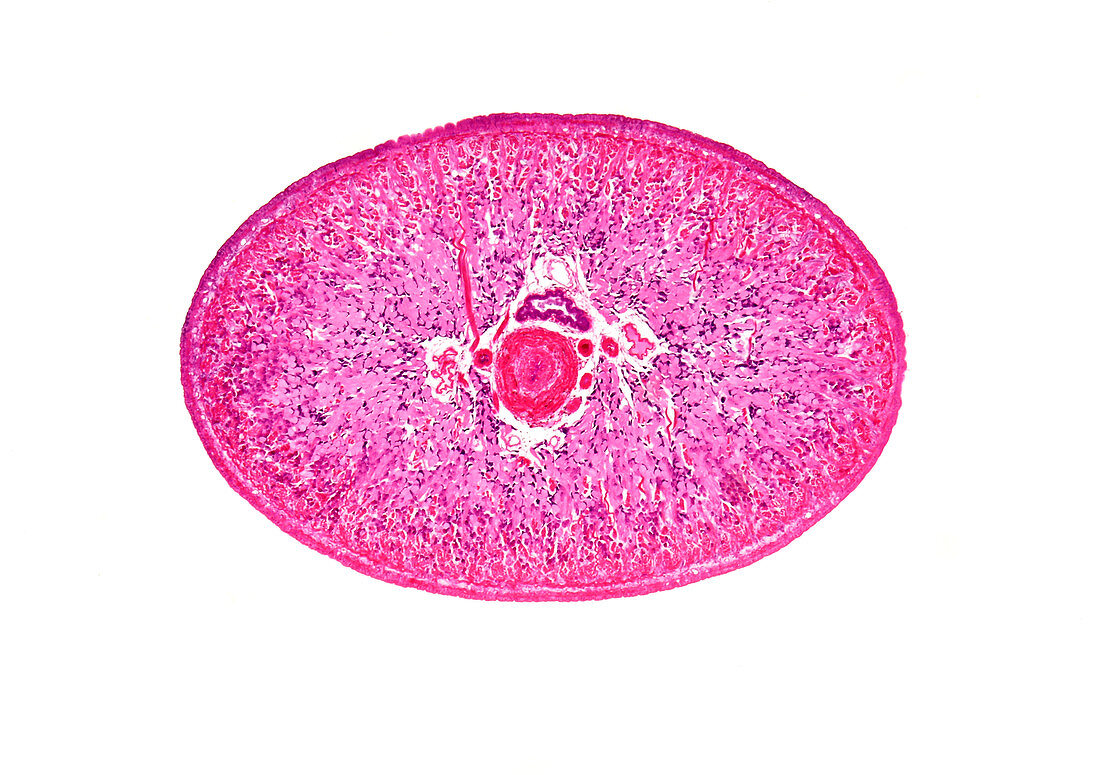 European medicinal leech, light micrograph