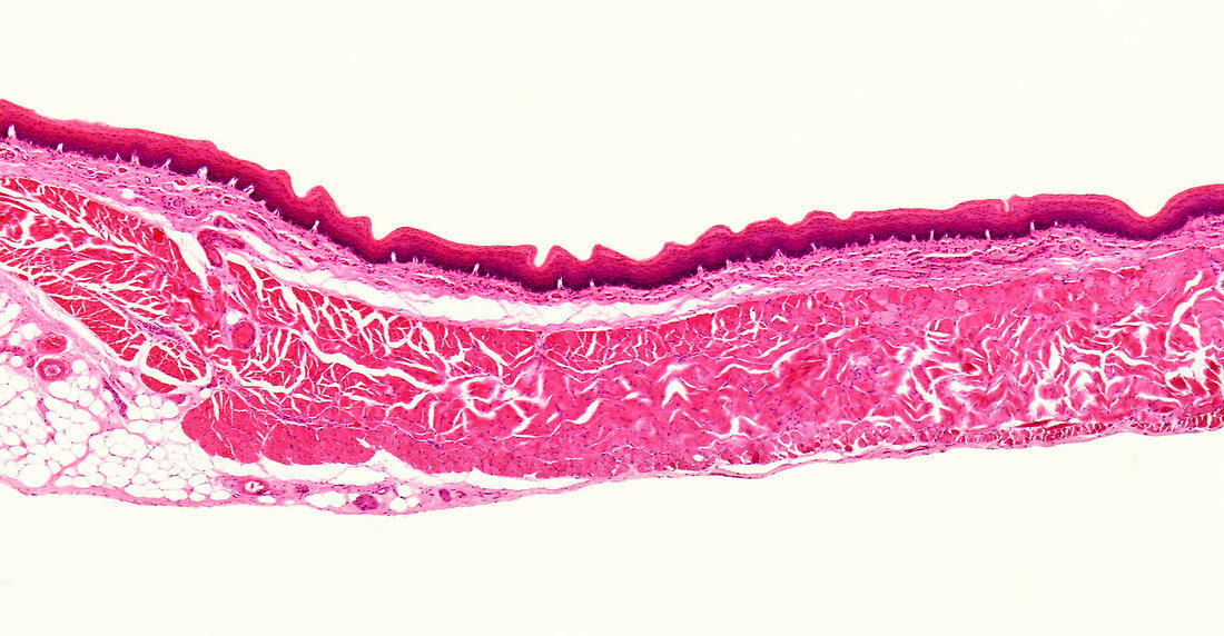 Fish esophagus, light micrograph