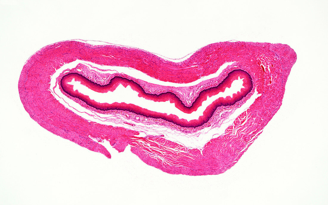 Dog oesophagus, light micrograph