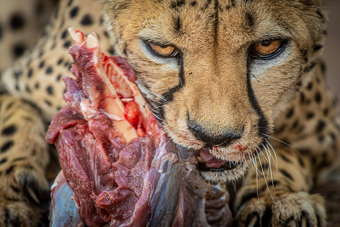 Cheetah feeding