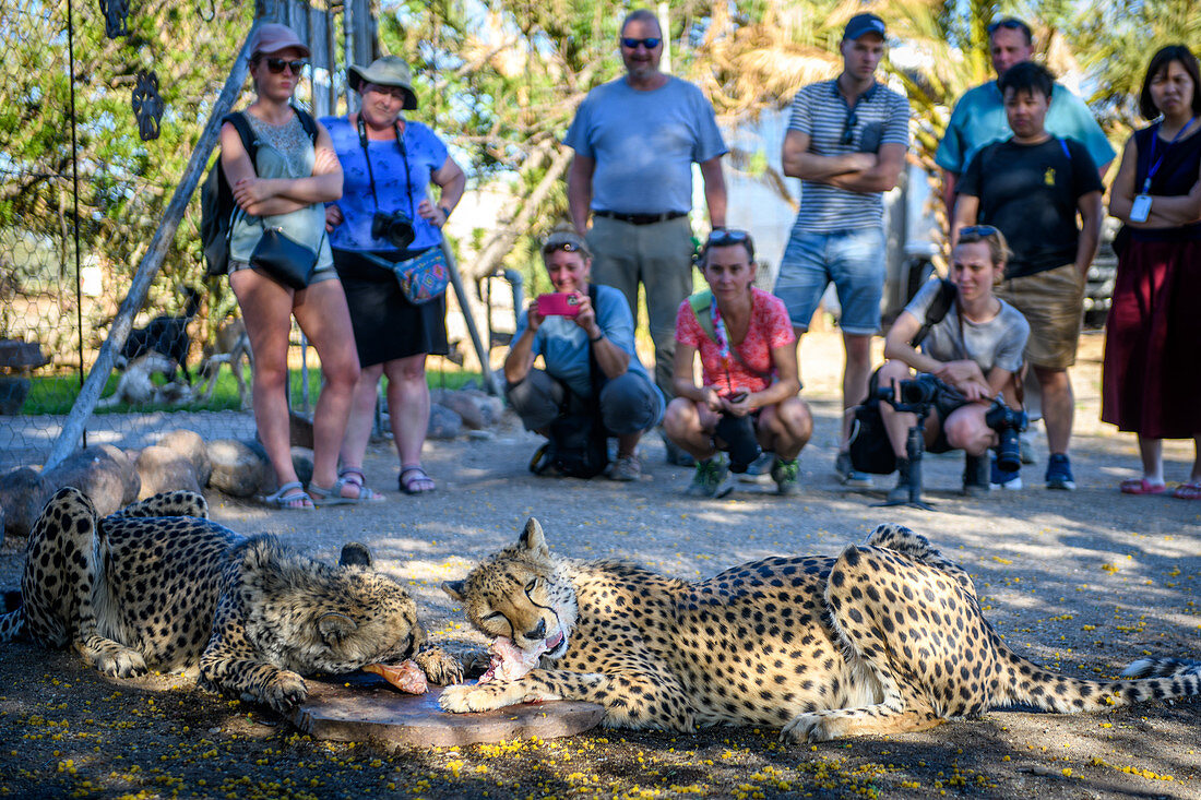 Tourists with cheetahs