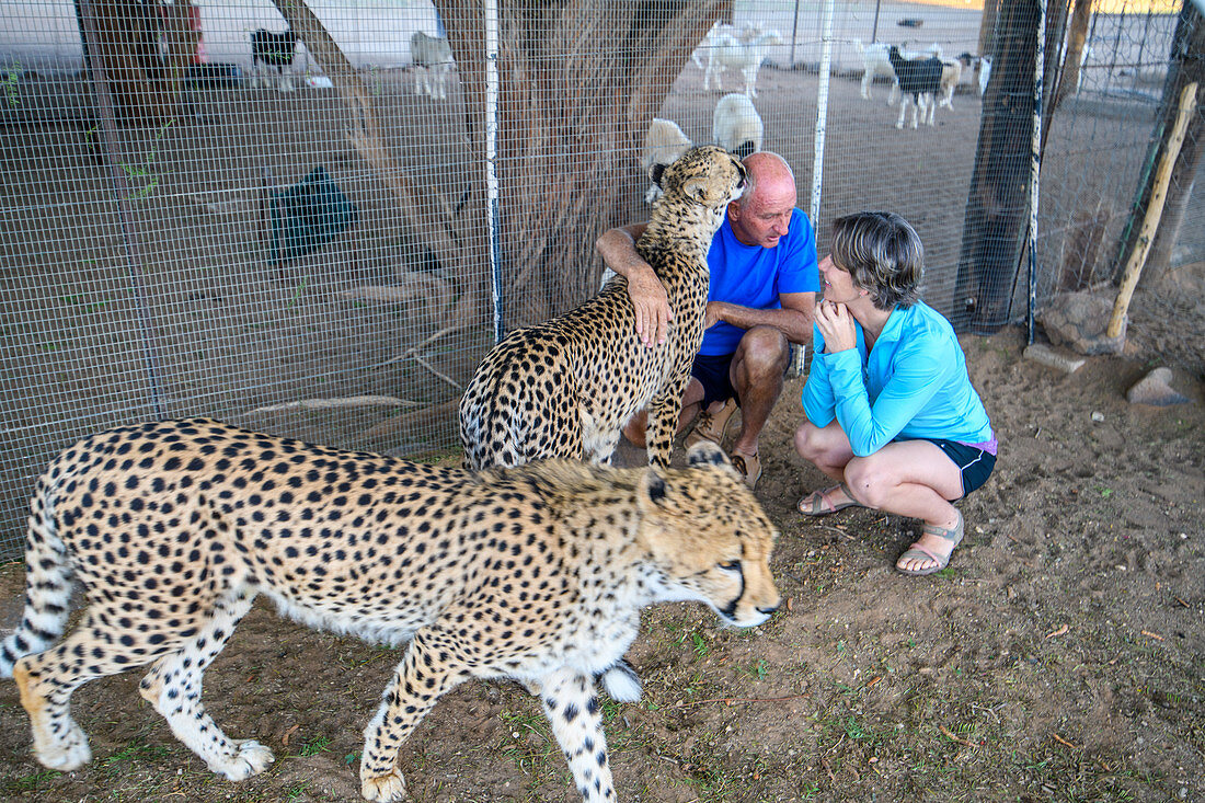 Captive cheetahs and handler