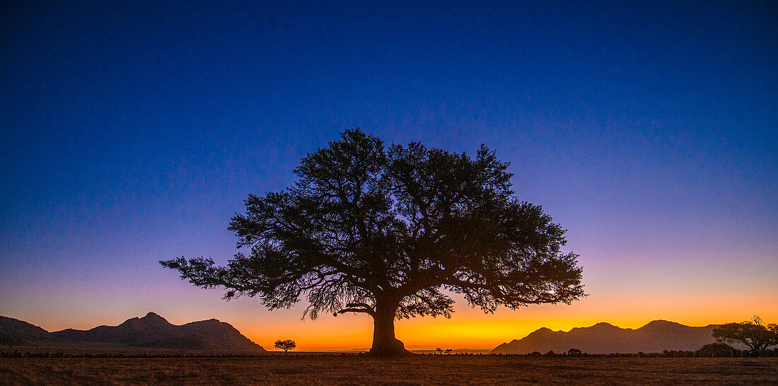 Sunset behind tree, Namibia