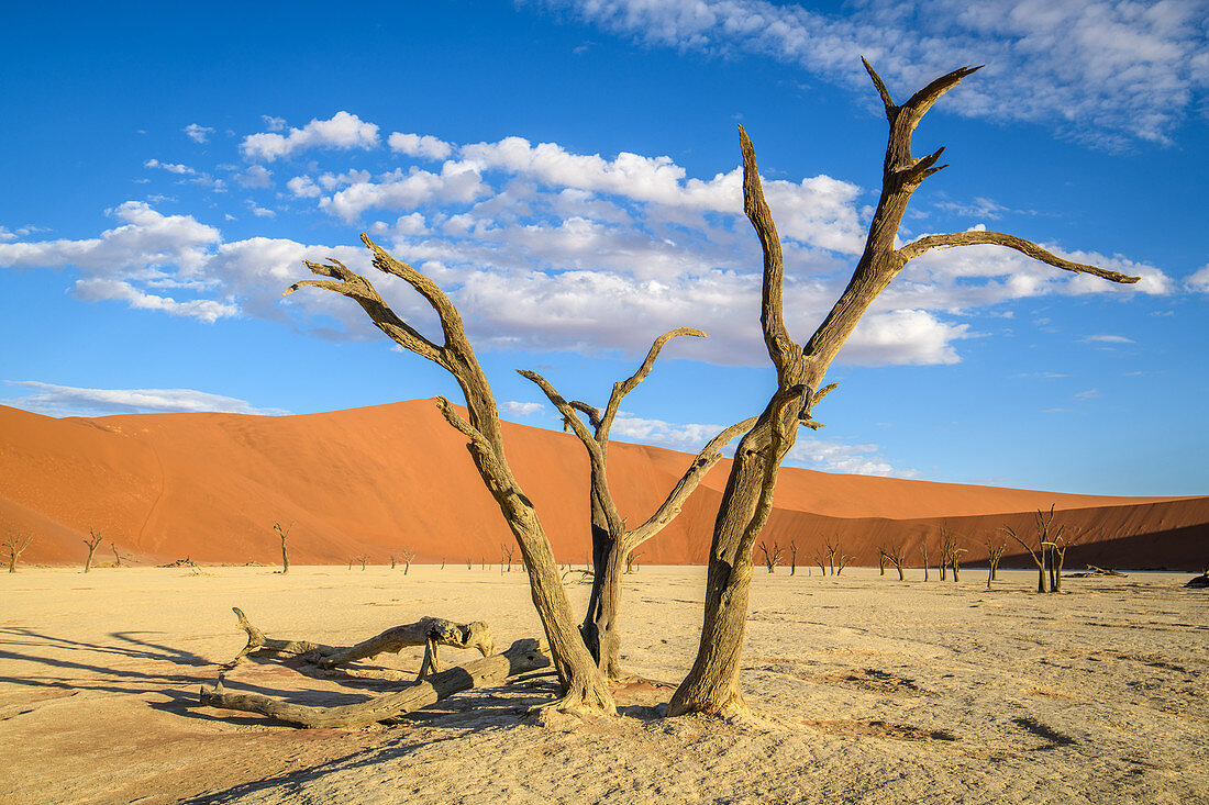 Dead trees in desert, Namibia