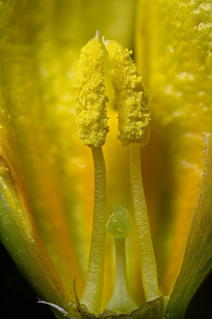 Forsythia sp. flower, light micrograph