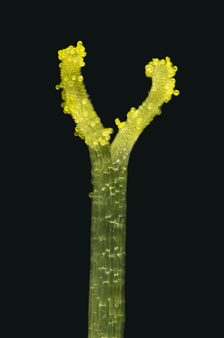 Daisy flower pistil, light micrograph