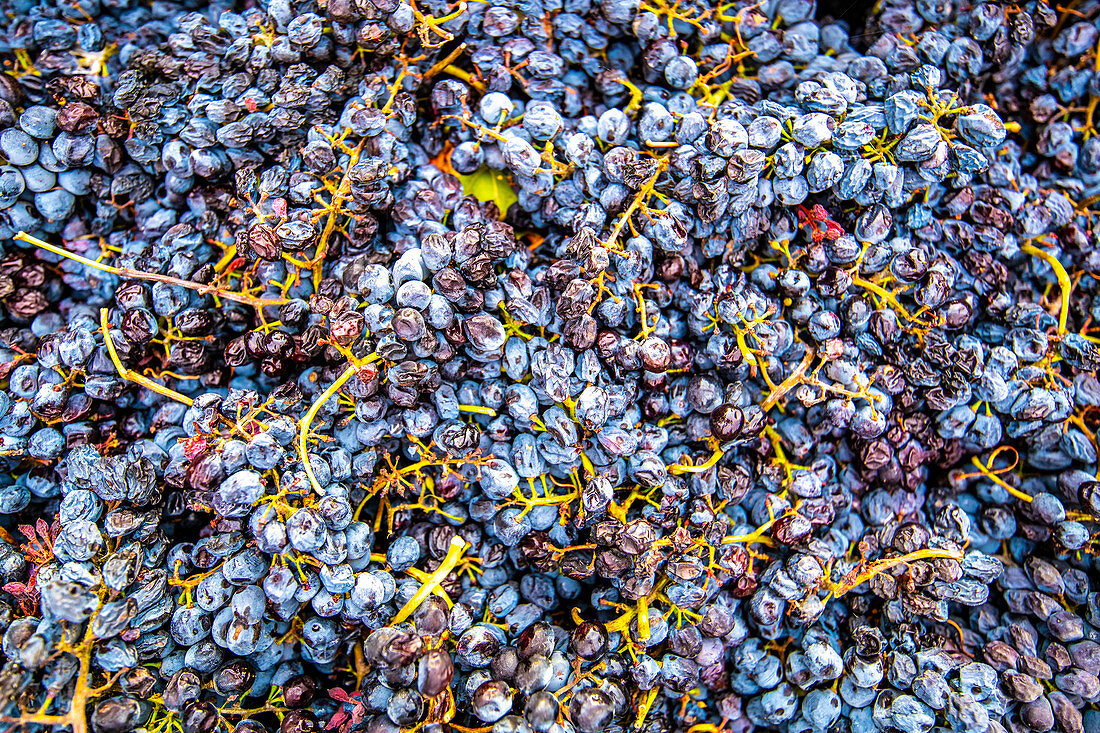 Harvested grapes at winery